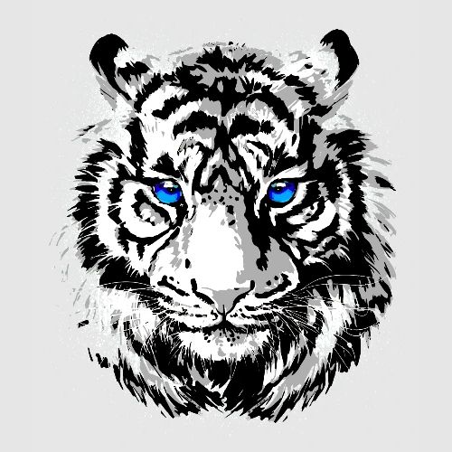 White Tiger Head Portrait - Wildlife Big Cats
