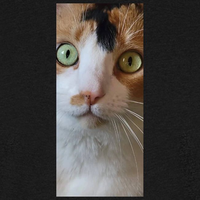 Beautiful Cat