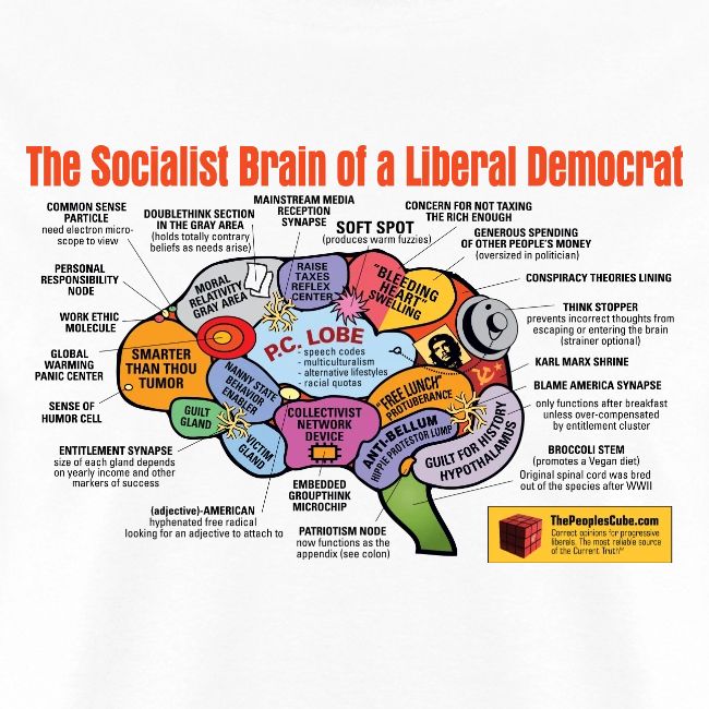 Brain of a socialist