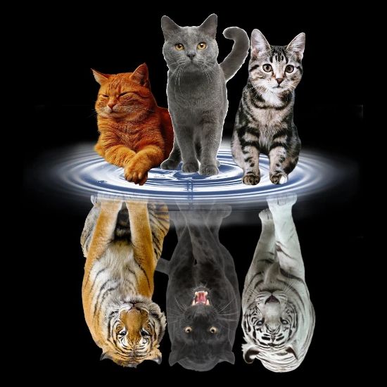 funny reflection pictures