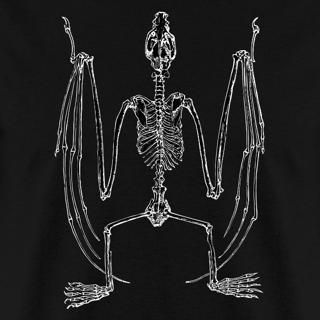 Bat Skeleton