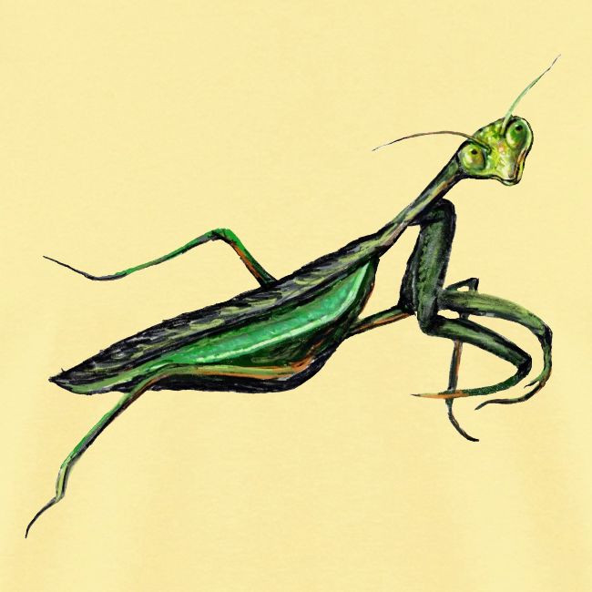 Praying mantis