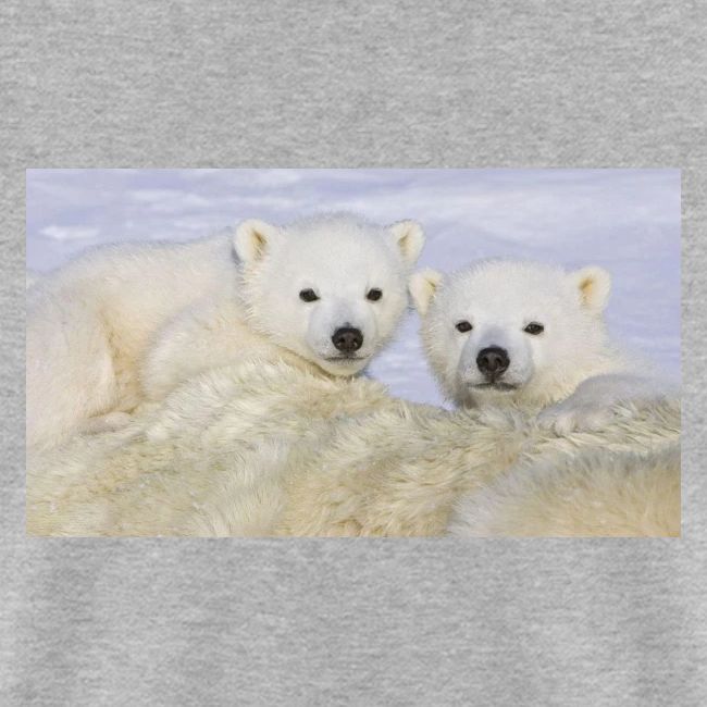 polarbears