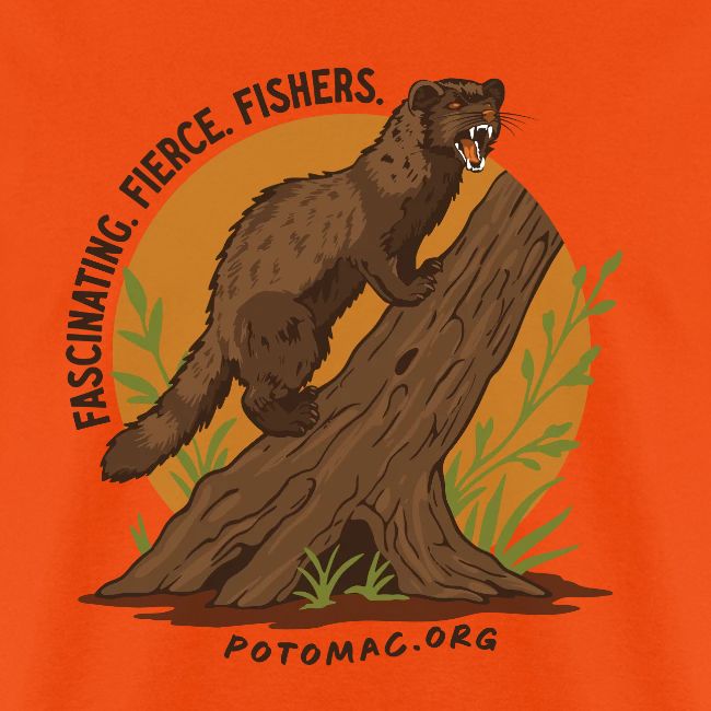 2025 Potomac Animal of the Year: Fisher