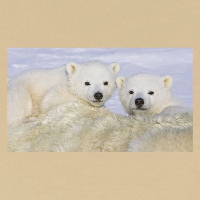 polarbears