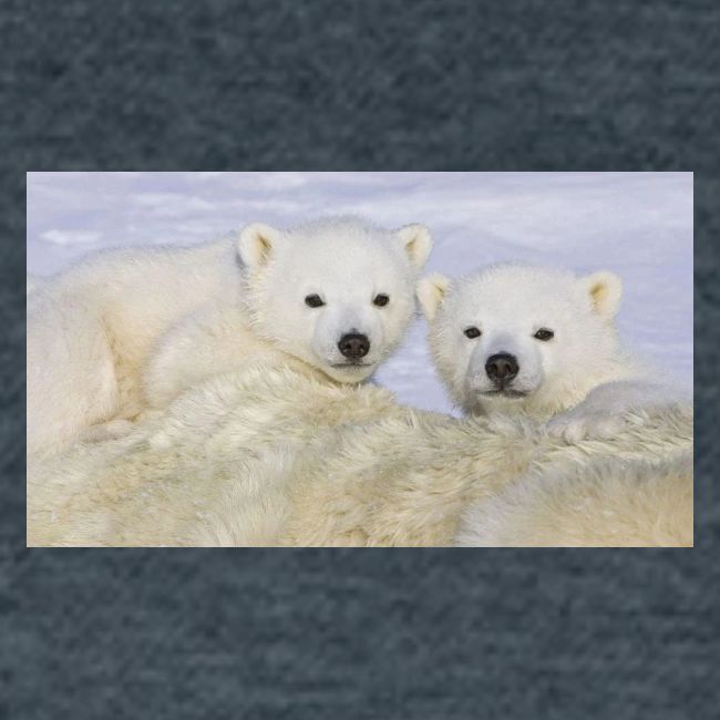 polarbears