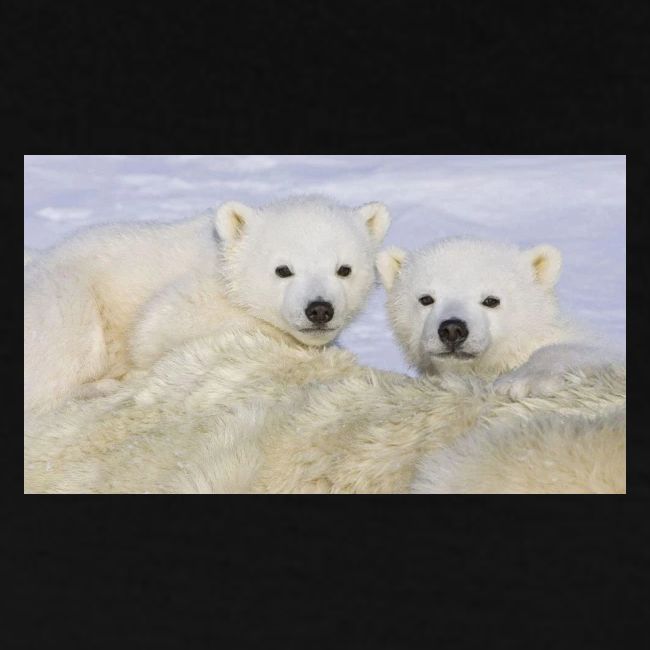 polarbears