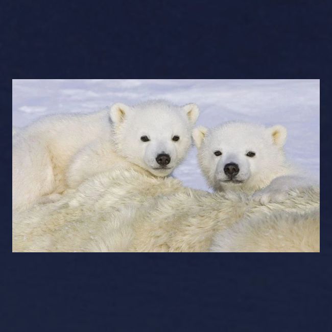 polarbears