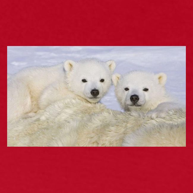 polarbears
