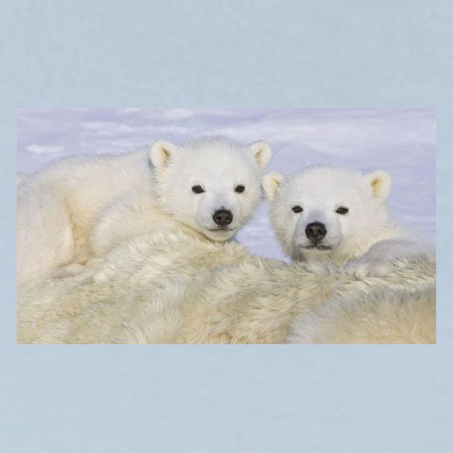 polarbears