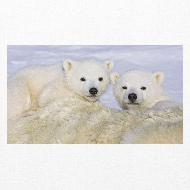 polarbears