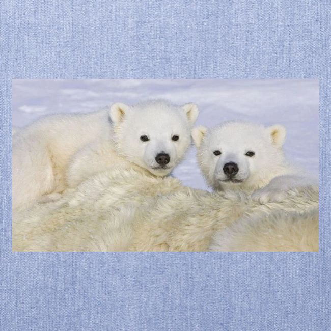 polarbears