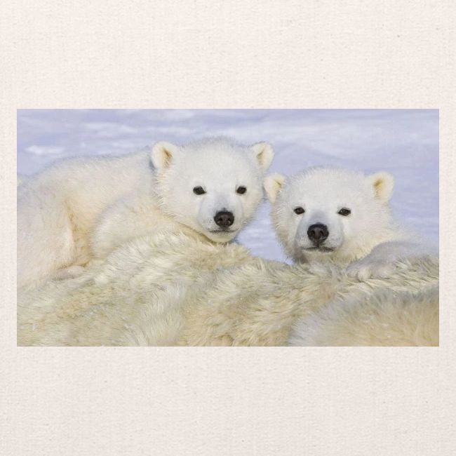 polarbears