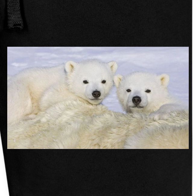 polarbears