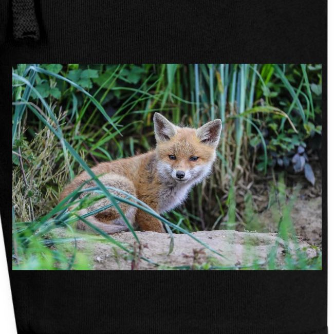 fox