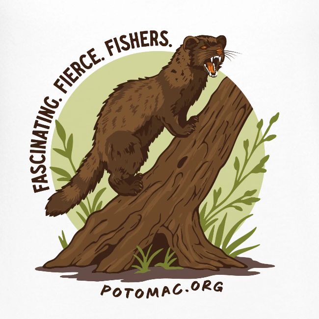 2025 Potomac Animal of the Year: Fisher