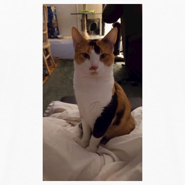 The Cat's Meow