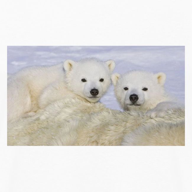 polarbears