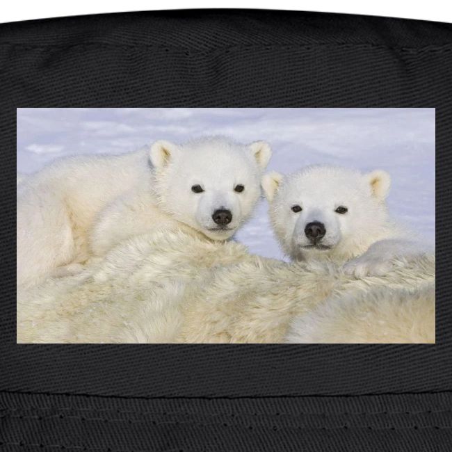 polarbears