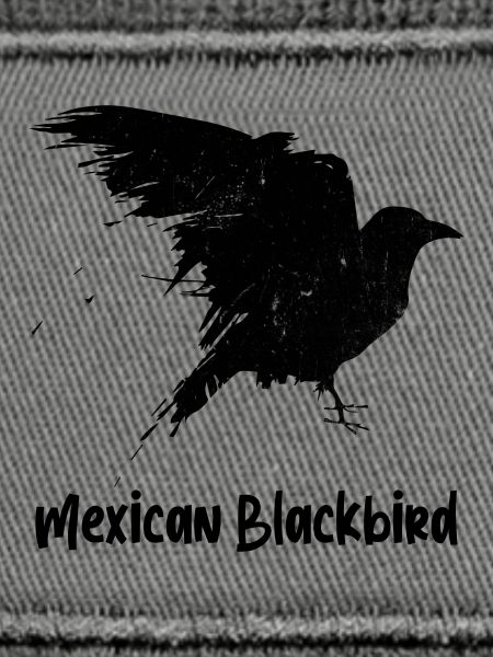 Mexican Blackbird