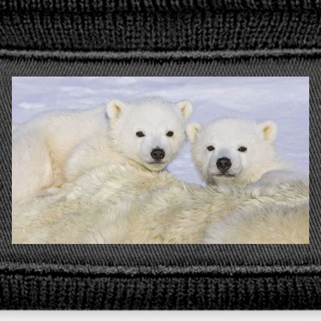 polarbears