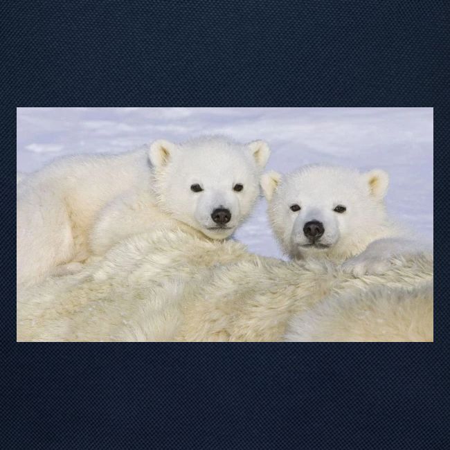 polarbears