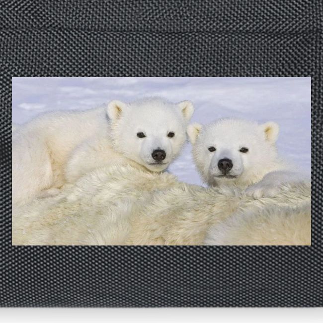 polarbears