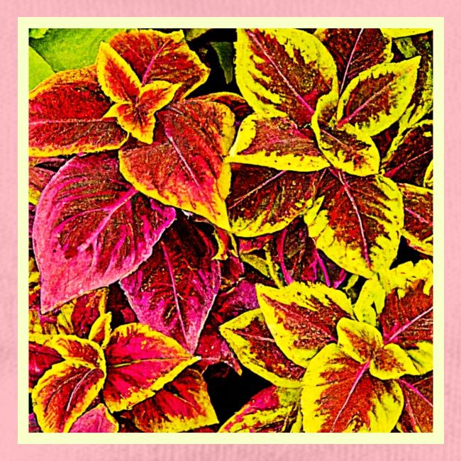Coleus Leaf Burst Design