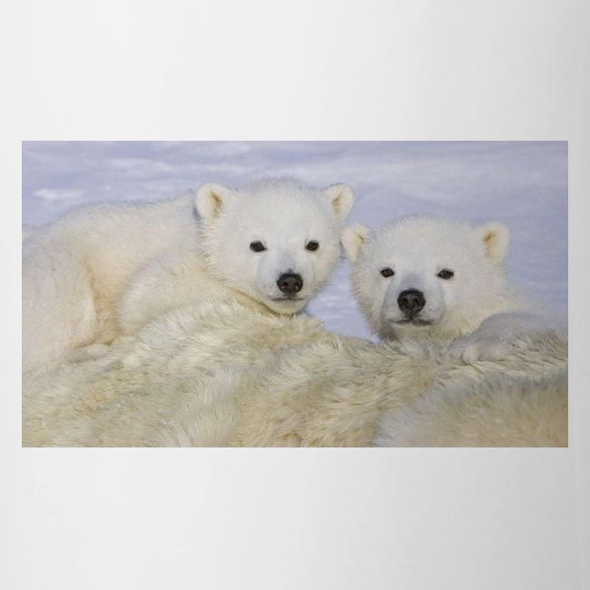 polarbears