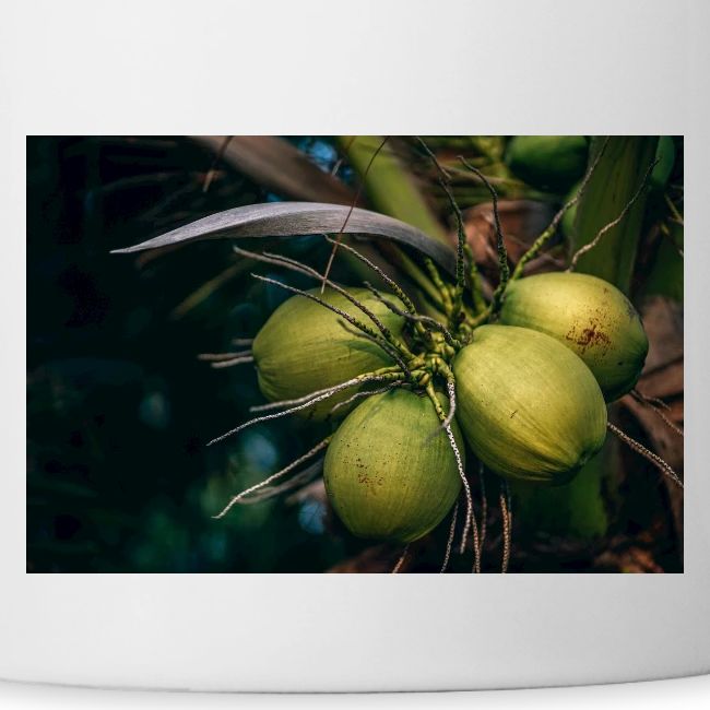 Coconut Tree Fresh Fruit - Enjoy Shopping!