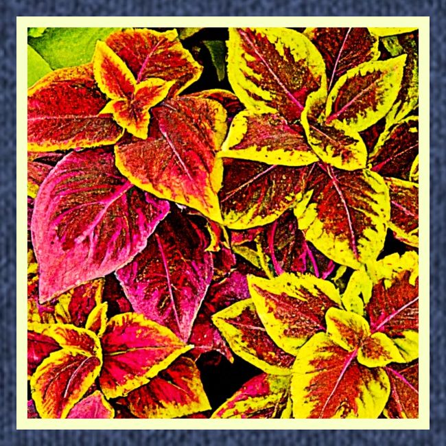 Coleus Leaf Burst Design