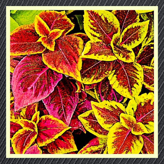 Coleus Leaf Burst Design