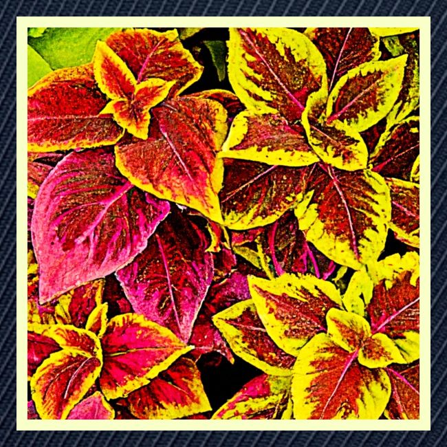 Coleus Leaf Burst Design