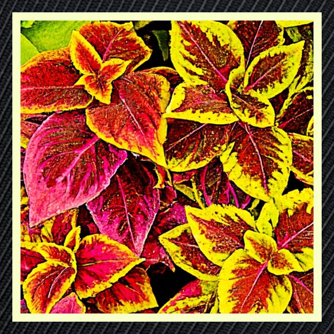 Coleus Leaf Burst Design