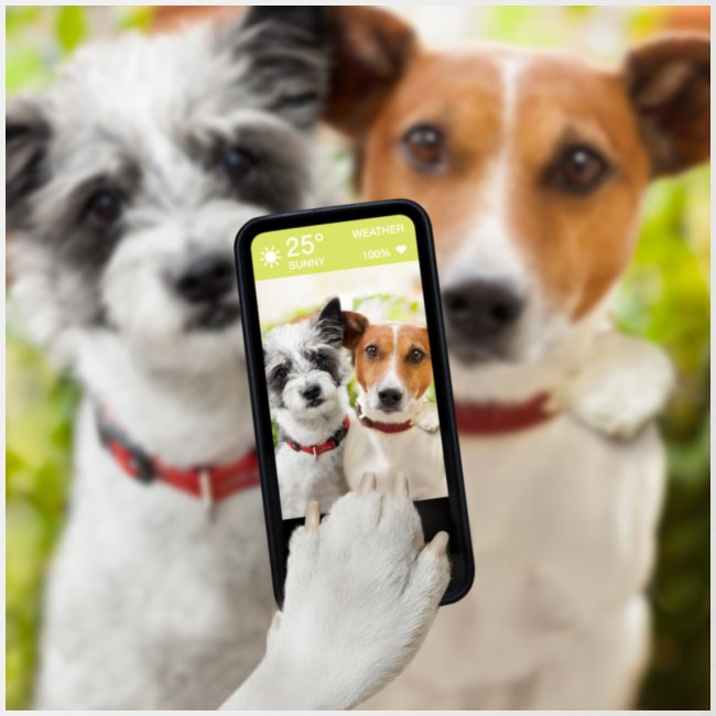 Dogs & Phone