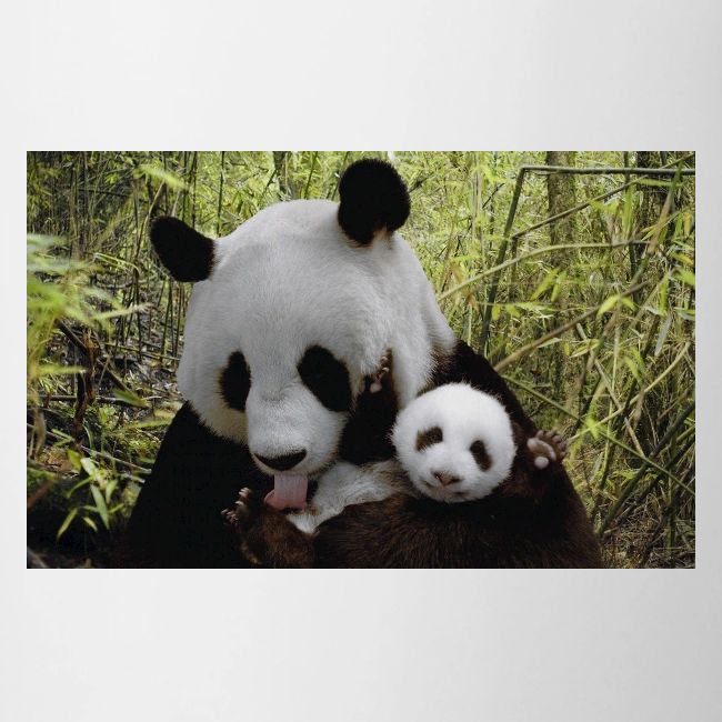 panda