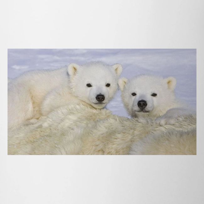 polarbears