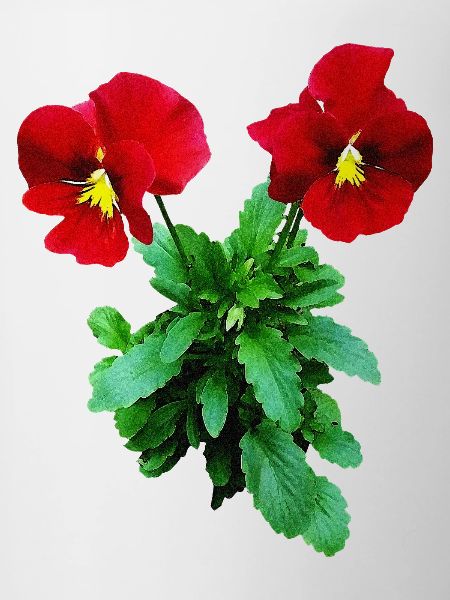 Red Pansy Duo