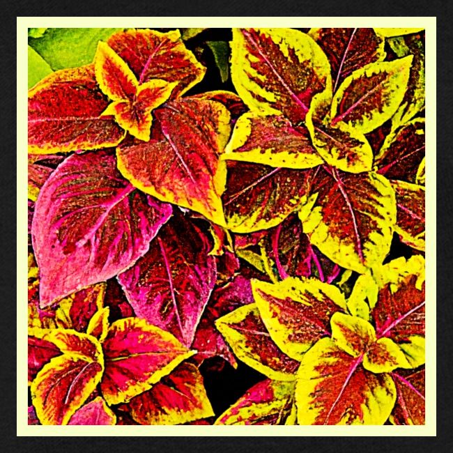 Coleus Leaf Burst Design