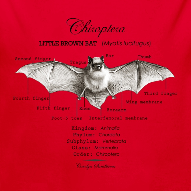 LITTLE BROWN BAT- CAROLYN SANDSTROM