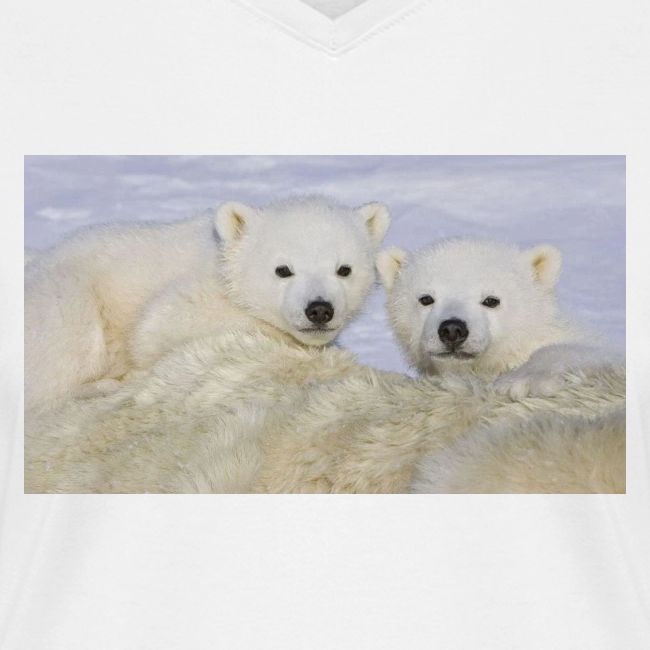 polarbears