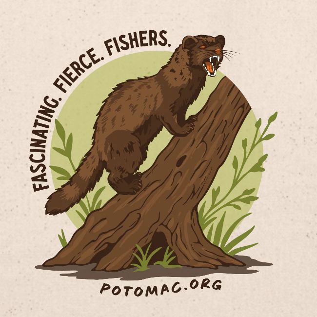 2025 Potomac Animal of the Year: Fisher