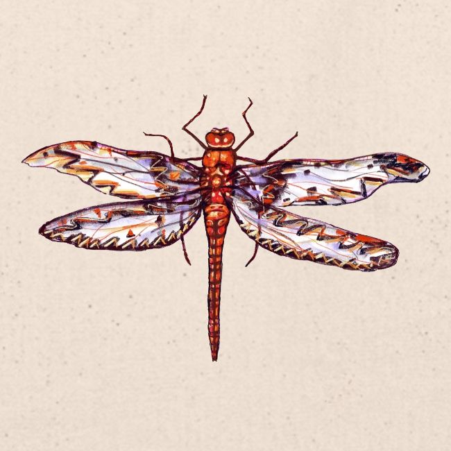 Dragonfly red