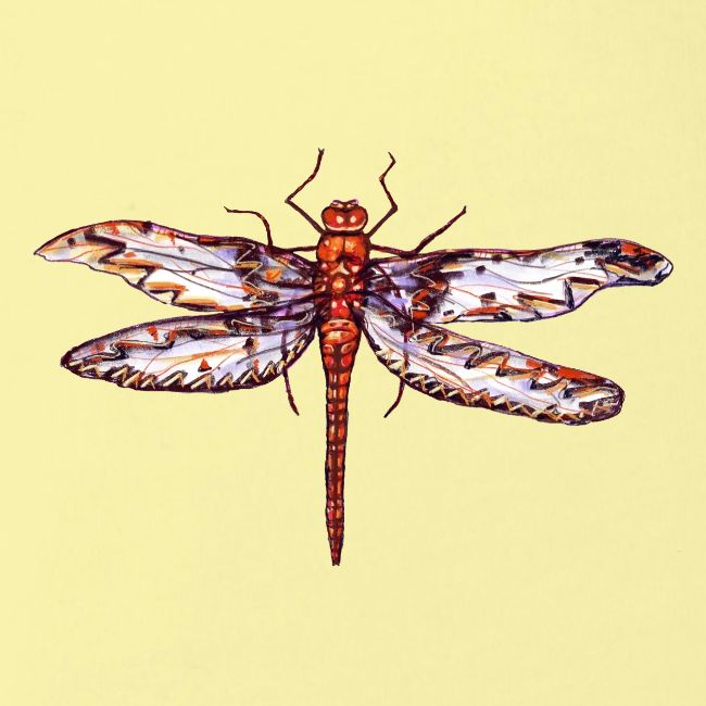 Dragonfly red