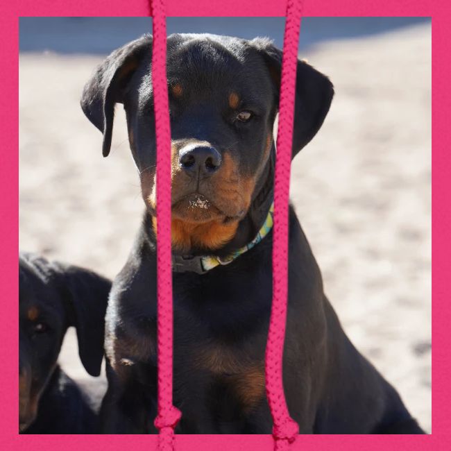 Rottweiler