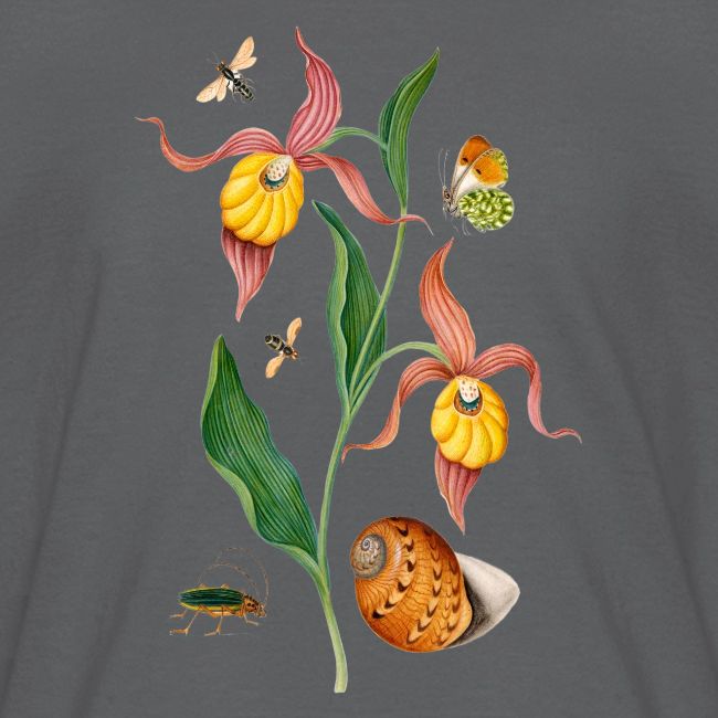 Lady Slipper Orchid