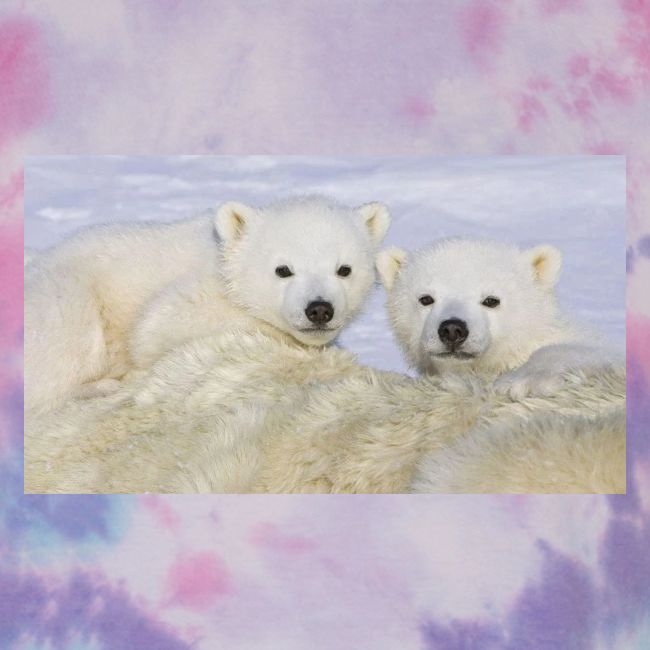 polarbears