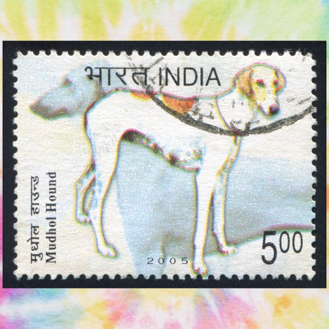 India - Mudhol Hound