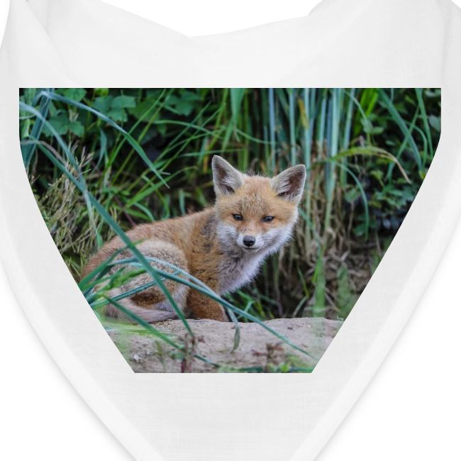 fox