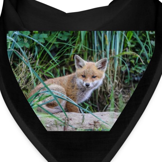 fox